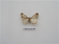 藏品(尺蛾137)的圖片